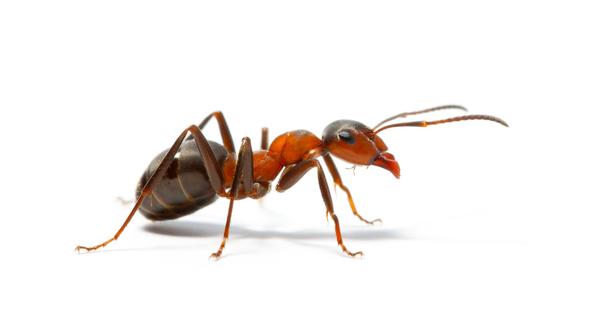 Amit a hangyákról és a hangyairtásról tudni kell