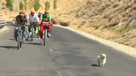 Xiao Sa - a híres kutya, aki 24 napon át versenyzett a bringásokkal